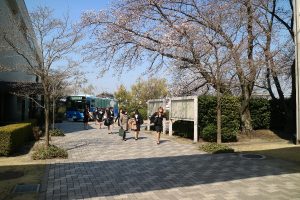 桜の咲く中での登校